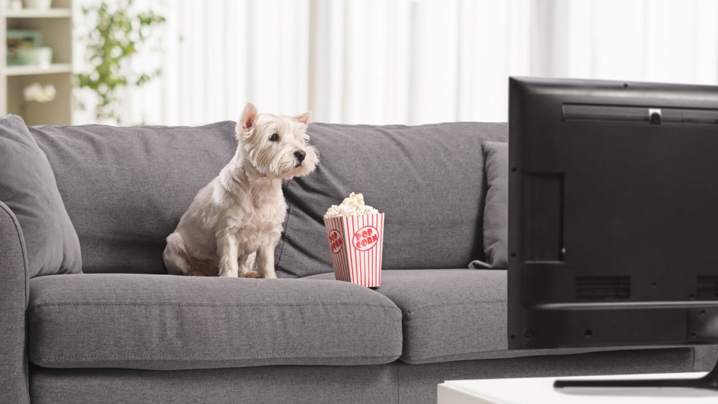 Un petit chien blanc assis sur un canapé gris face à la télévision