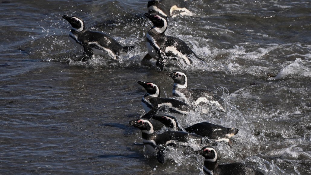 Un groupe de manchots de Magellan nageant à la surface de l'océan