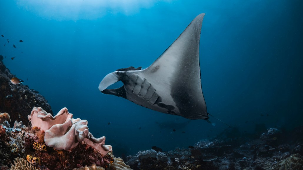 Une raie manta géante nageant au-dessus d'un récif dans l'océan Indien