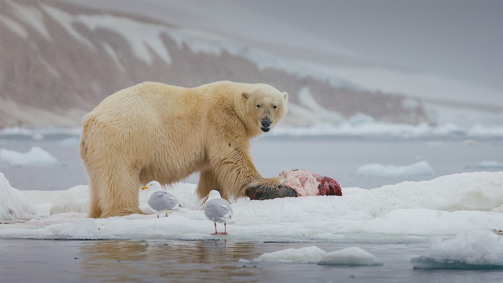 Un ours polaire se nourrit d'un phoque en Norvège, entouré de goélands.