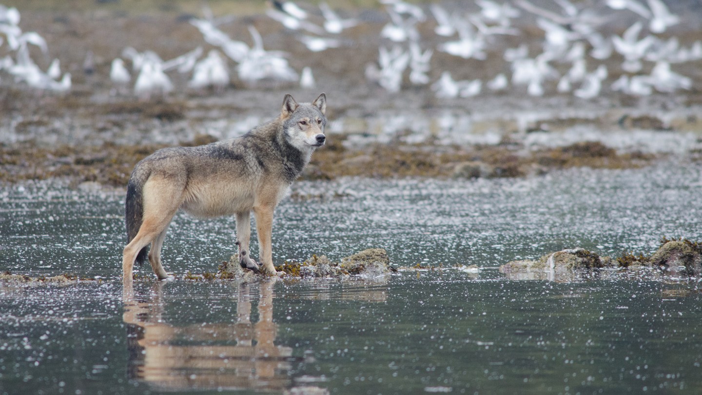 Un loup gris sur des rochers en Colombie-Britannique