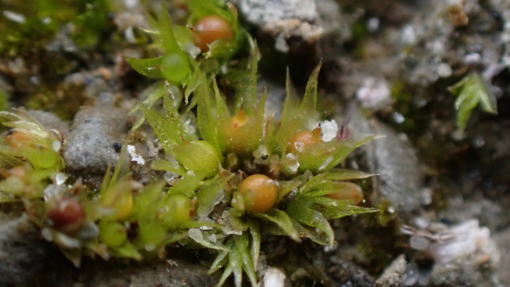 Gros plan sur une mousse Physcomitrium patens avec des structures en forme de feuilles