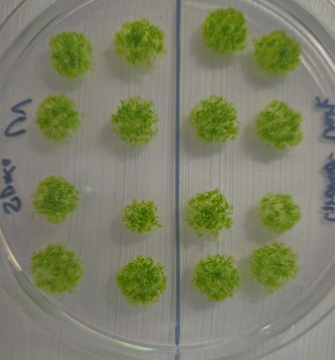 16 spores de mousse vertes disposées en grille dans une boîte de Pétri
