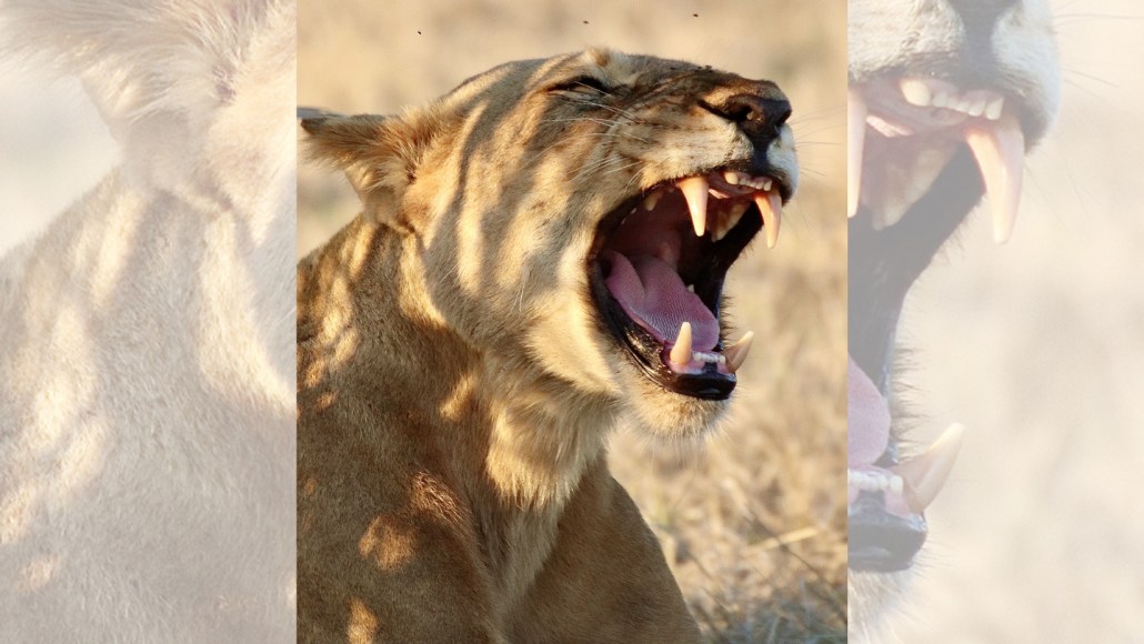 Une lionne rugissant la gueule ouverte dans le parc de Nyerere