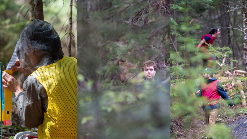 Simulation prédateur-proie en forêt québécoise