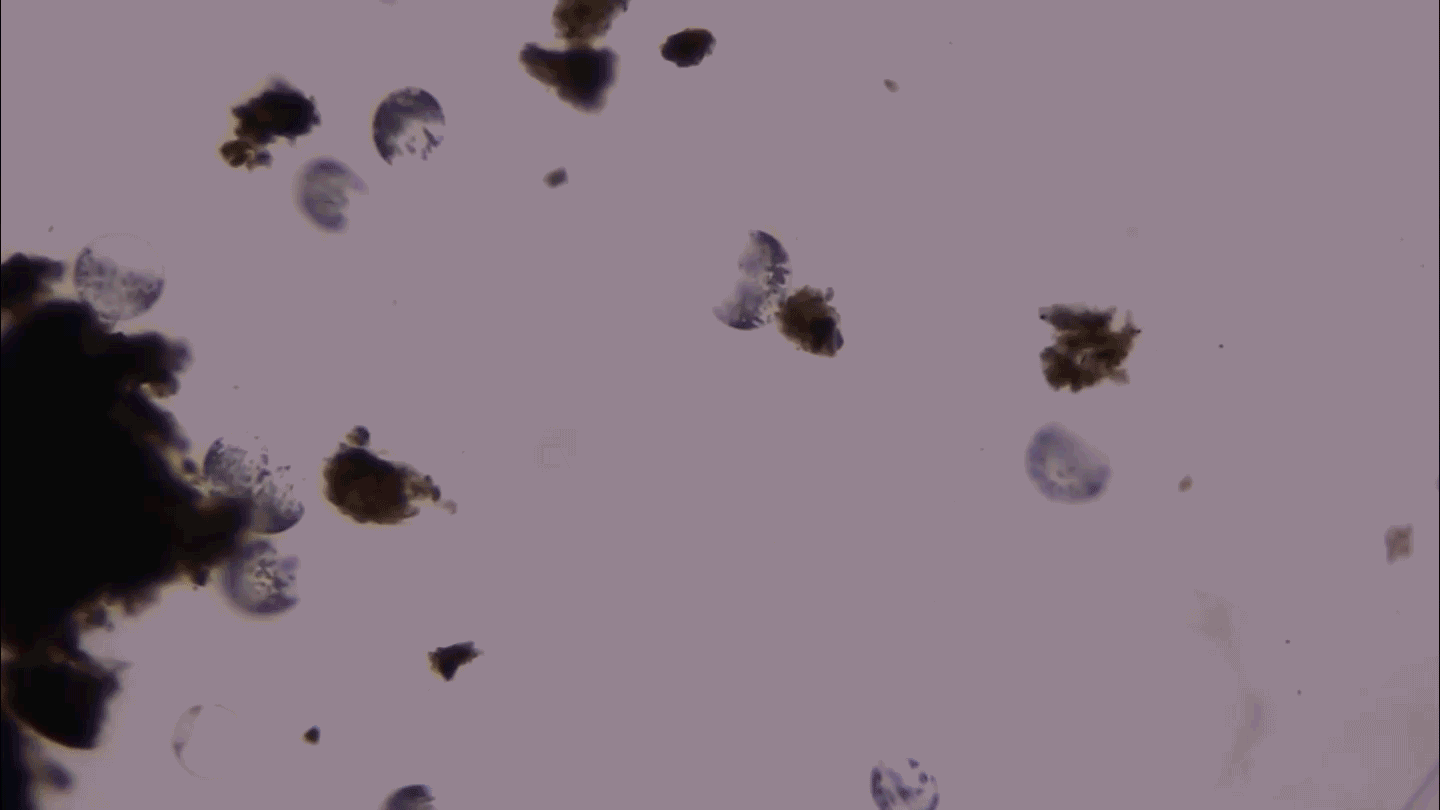Bactérie Thiovulum imperiosus observée au microscope