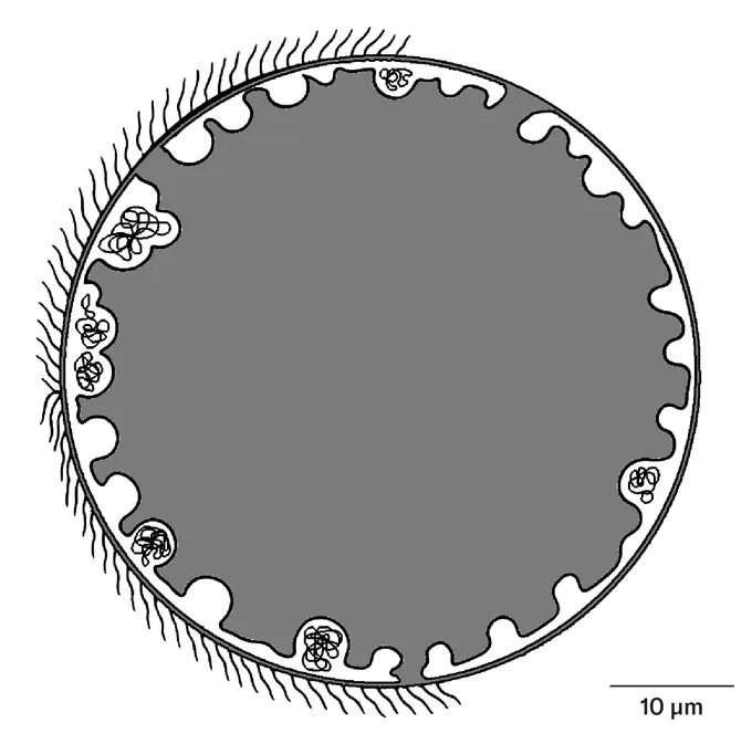 Illustration schématique de l'ADN de T. imperiosus