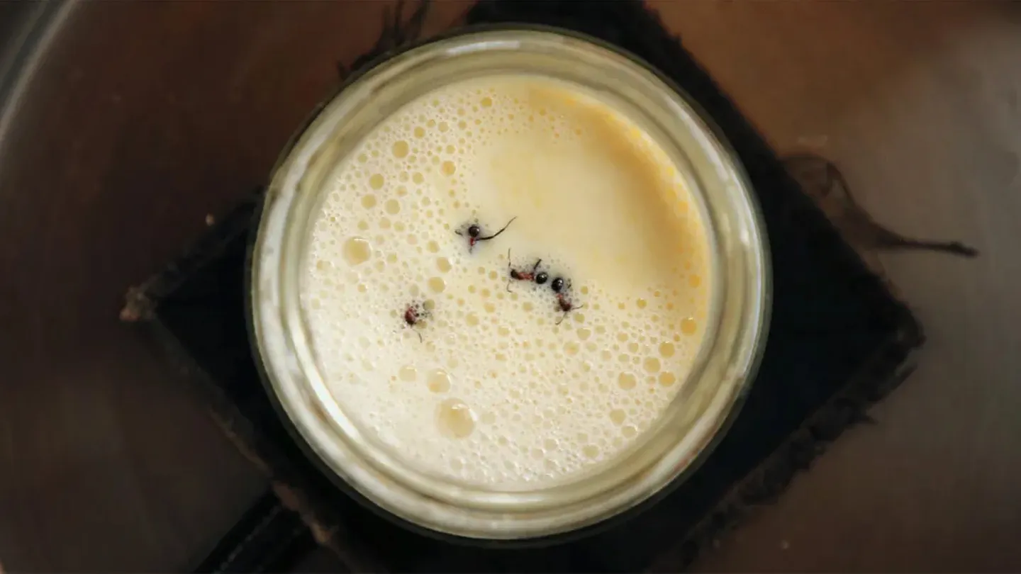 Fourmis dans un bocal de lait pour la fabrication de yaourt