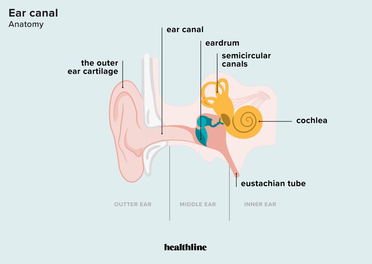 Schéma anatomique illustrant le canal auditif externe, l'oreille moyenne avec le tympan et les osselets, et l'oreille interne avec la cochlée.