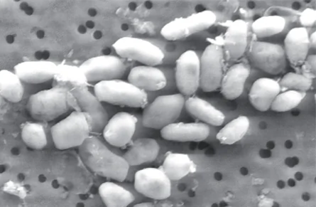 Bactérie et arsenic : une étude de Science rétractée