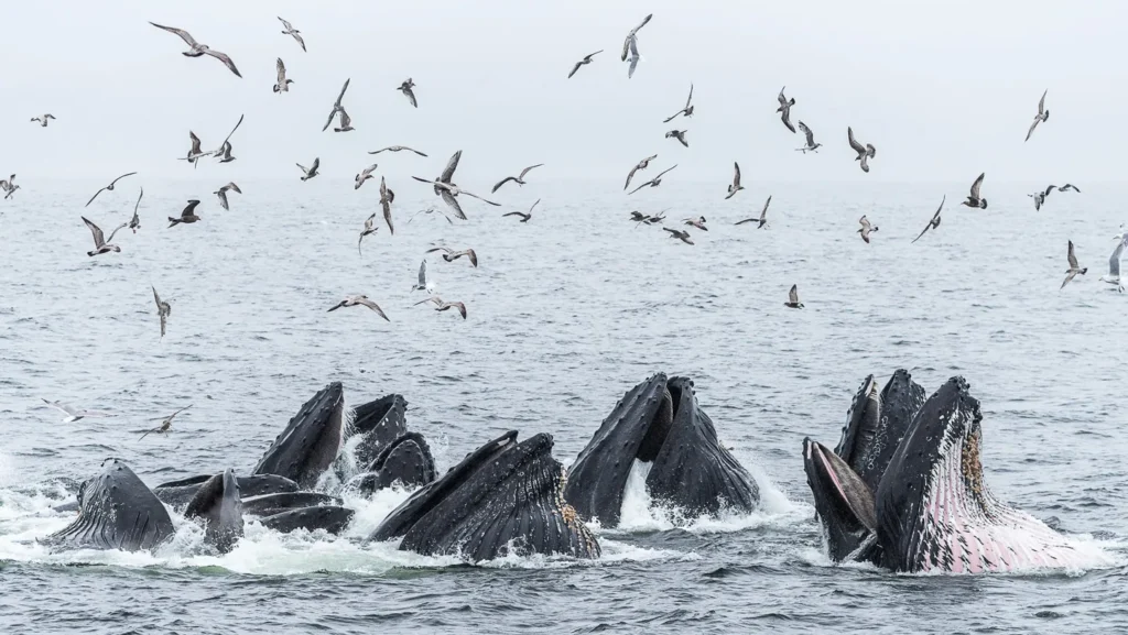 Baleines à bosse : l'apprentissage social booste leur survie