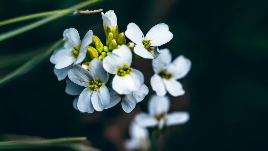 Le contact entre feuilles renforce la résilience des plantes