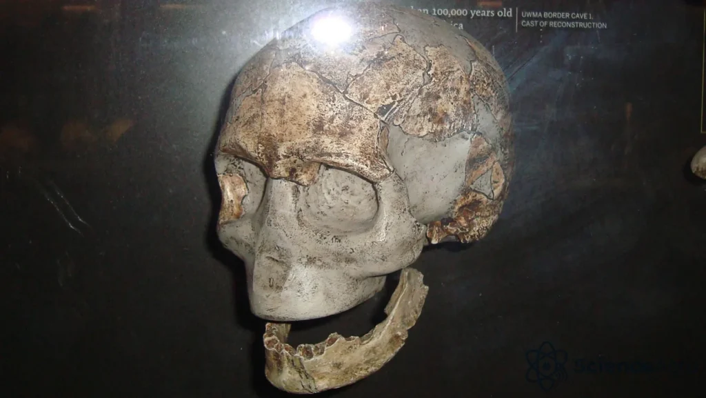 L'évolution génétique unique des anciens Sud-Africains