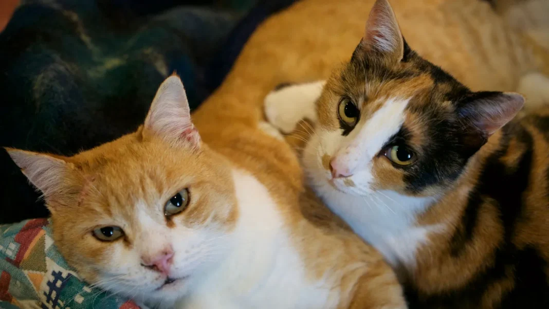 Pourquoi les chats sont-ils roux ? Le gène enfin identifié Pourquoi les chats sont-ils roux ? Le gène enfin identifié
