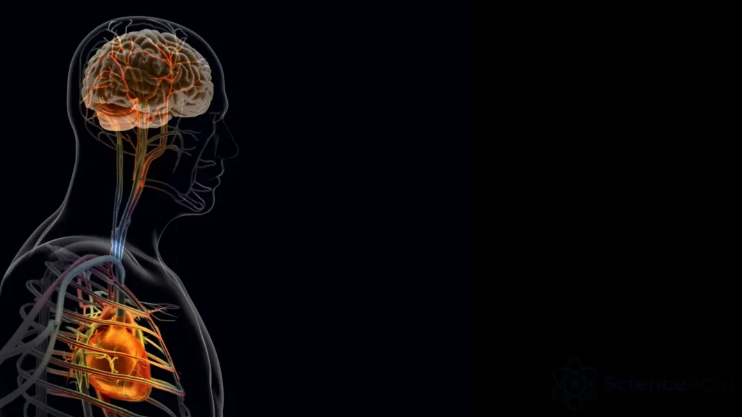 Infarctus : l’axe cœur-cerveau freine la guérison Infarctus : l’axe cœur-cerveau freine la guérison