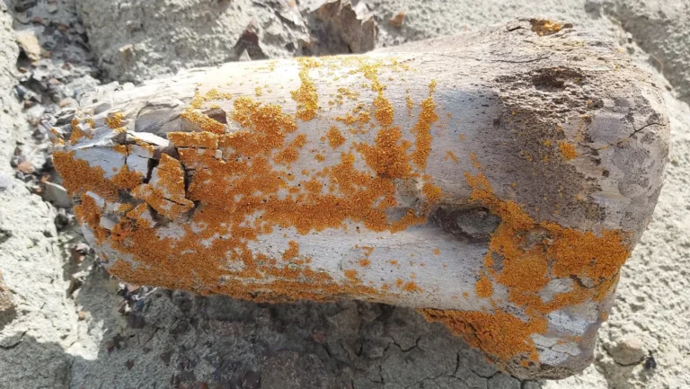 Des lichens orange pour repérer des dinosaures par drone