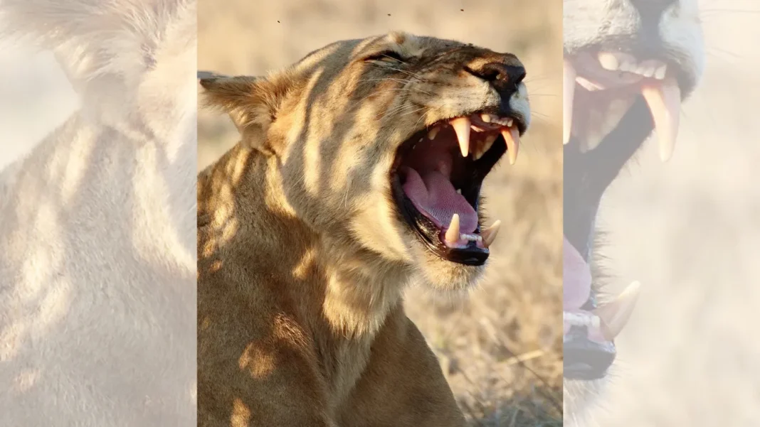 Les lions possèdent un deuxième type de rugissement Les lions possèdent un deuxième type de rugissement