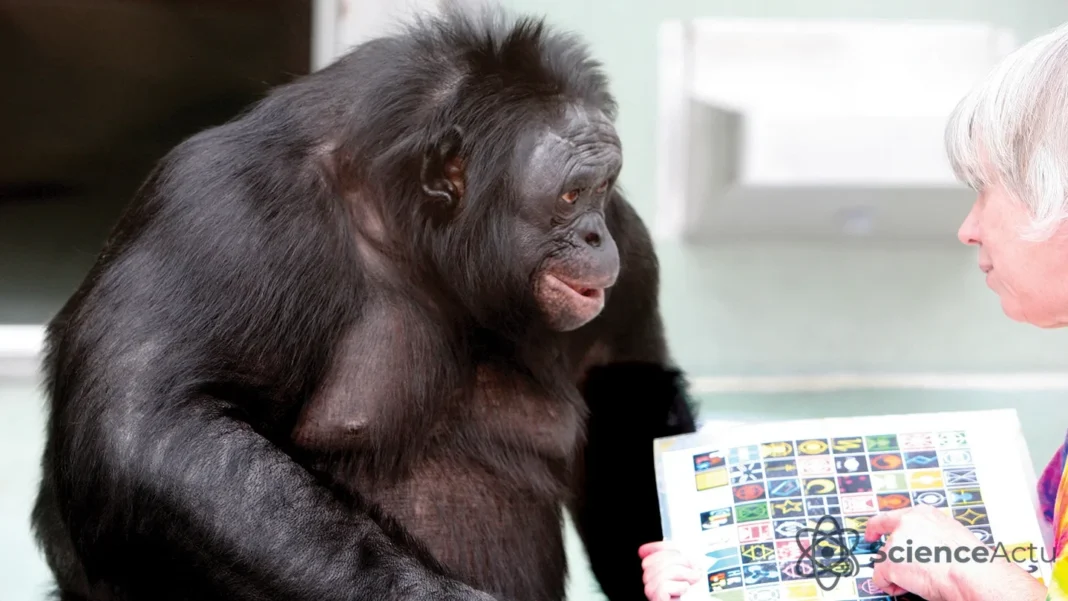 Mort de Kanzi : la fin des expériences de langage chez les singes Mort de Kanzi : la fin des expériences de langage chez les singes