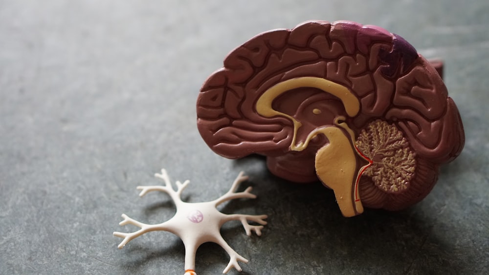 Illustration du système nerveux humain et des connexions neuronales