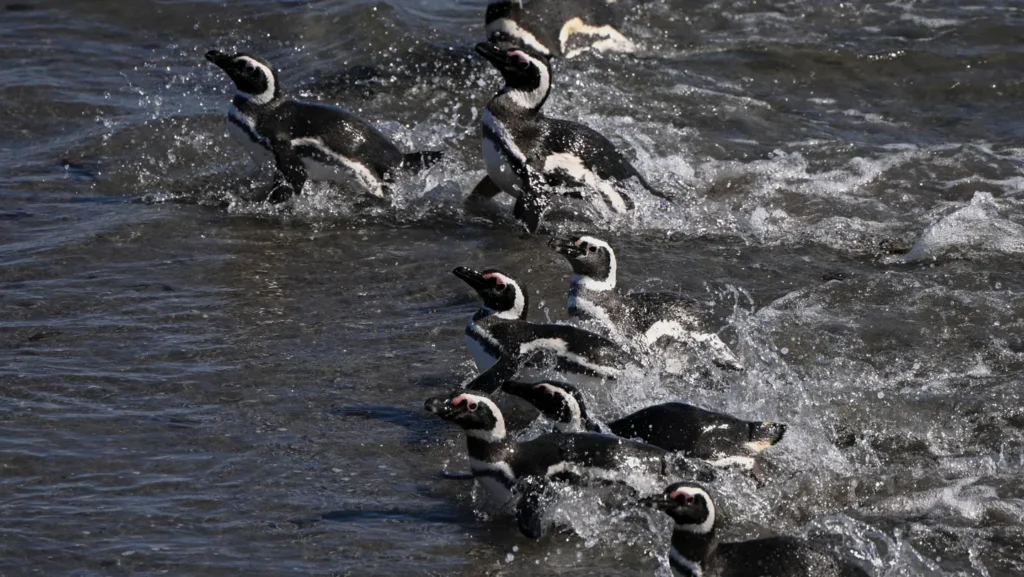 Les manchots de Magellan surfent sur les courants marins
