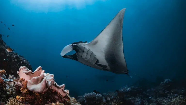 Une grille de tri innovante pour sauver les raies mantas