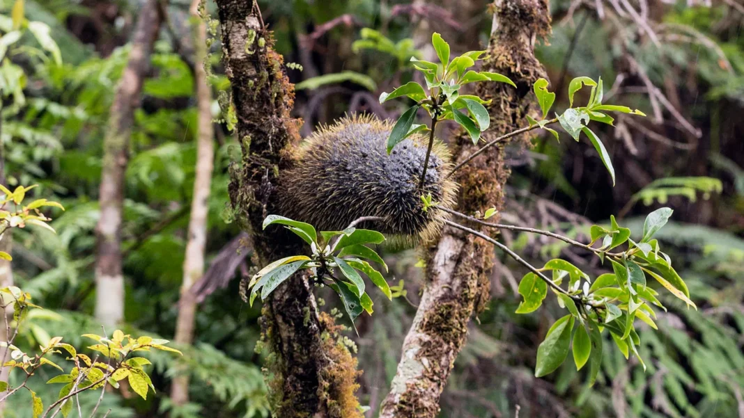 Fidji : des plantes architectes pour apaiser les fourmis Fidji : des plantes architectes pour apaiser les fourmis