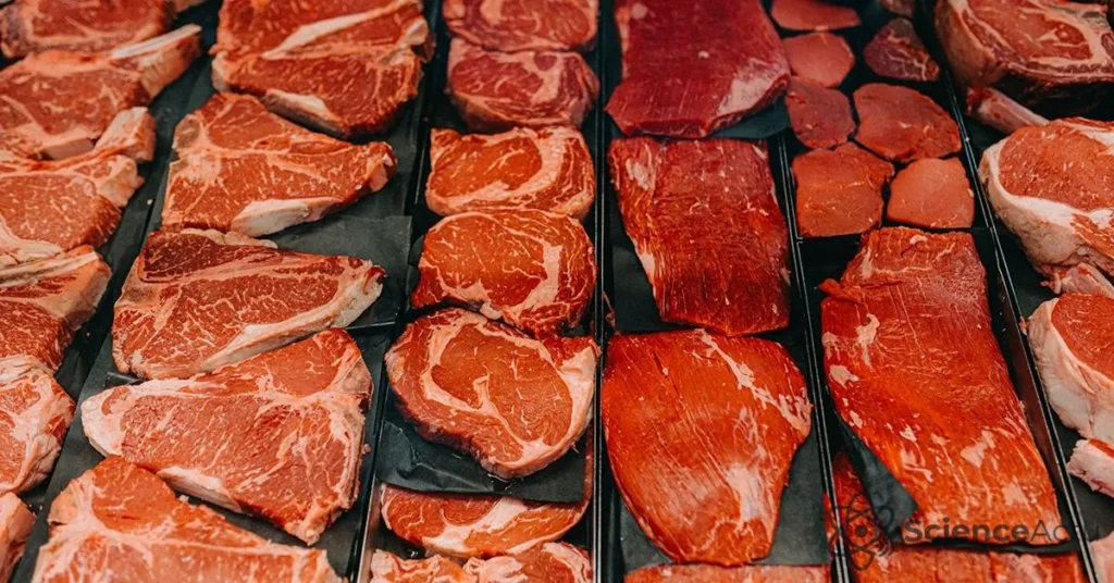 Régime Carnivore et Diverticulite : Le Choc Digestif