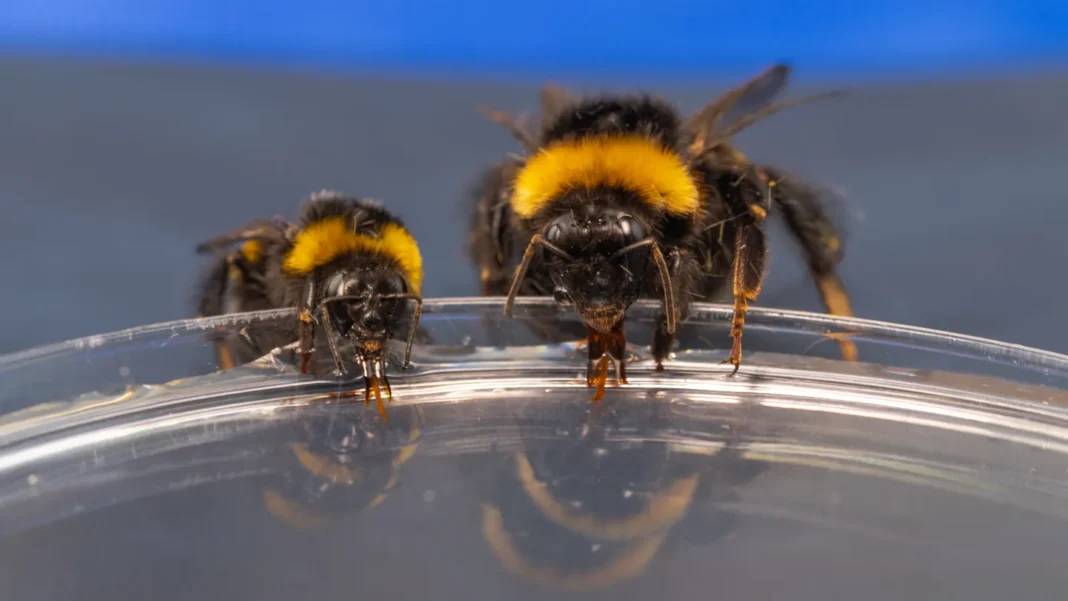 Pourquoi les reines bourdons butinent-elles si mal ? Pourquoi les reines bourdons butinent-elles si mal ?