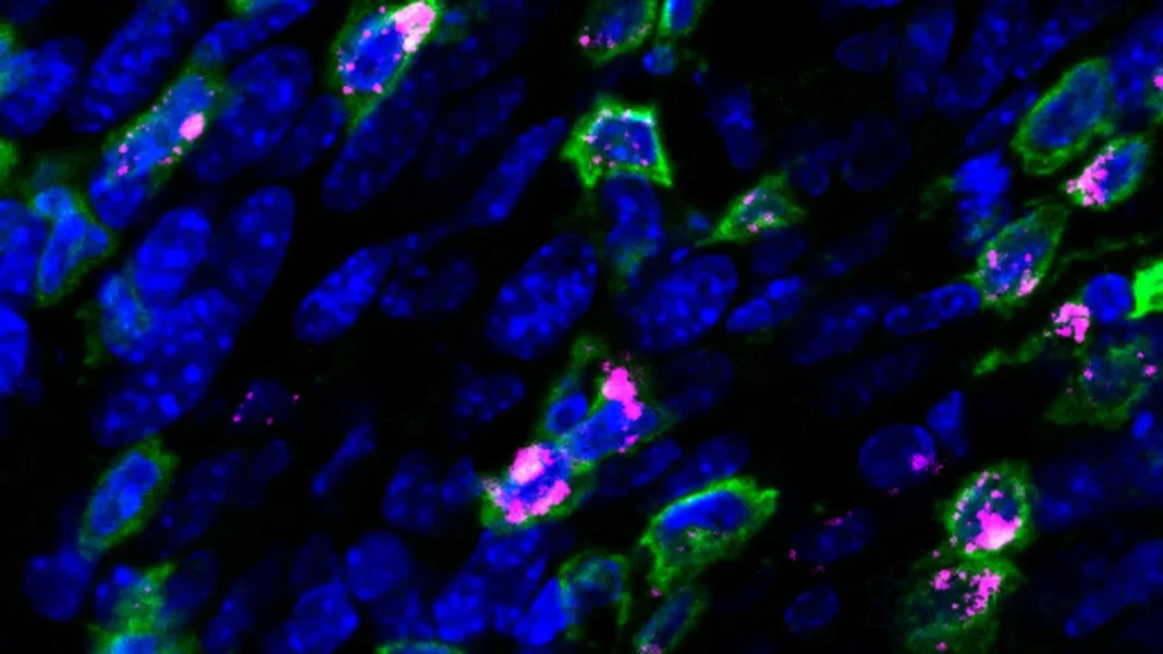 Un vaccin nasal pour traiter le cancer du col de l’utérus Un vaccin nasal pour traiter le cancer du col de l’utérus