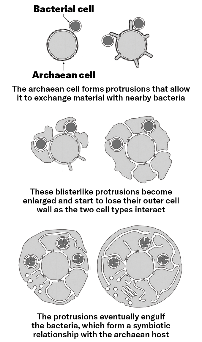 Schéma de l'endosymbiose