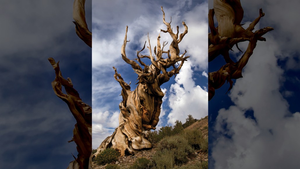 Pin Bristlecone Mathusalem en Californie