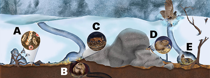 Diagramme de la vie dans le subnivium