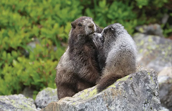 Marmottes sur un rocher