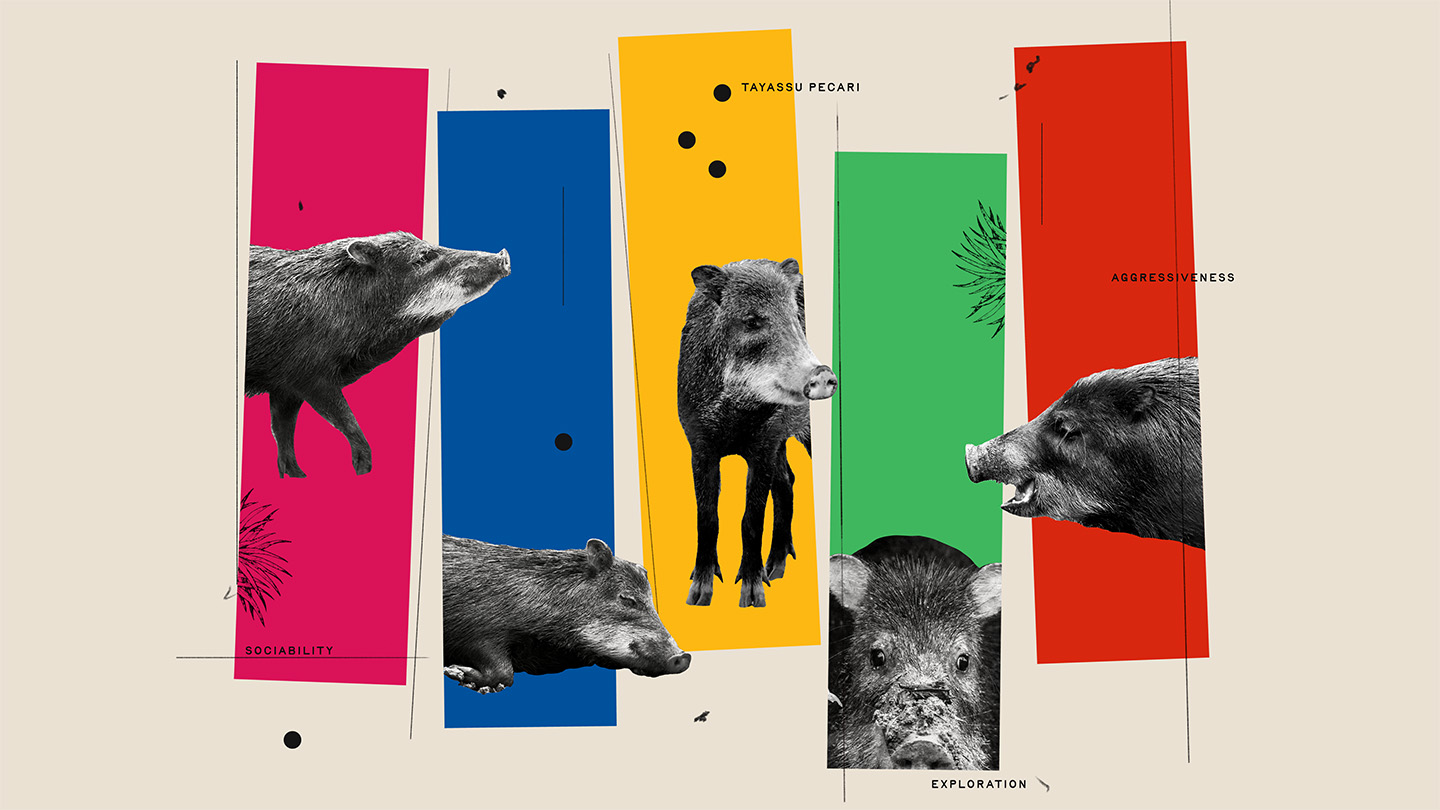 Collage artistique de pécaris à lèvres blanches exprimant différentes émotions