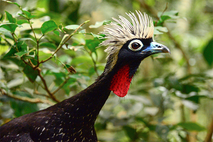 Pénélope à front noir dans son habitat naturel