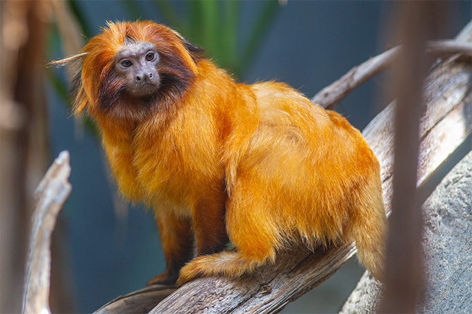 Un tamarin lion doré