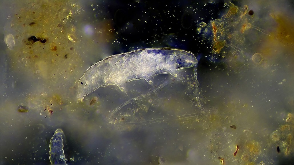 Vue microscopique d'un tardigrade