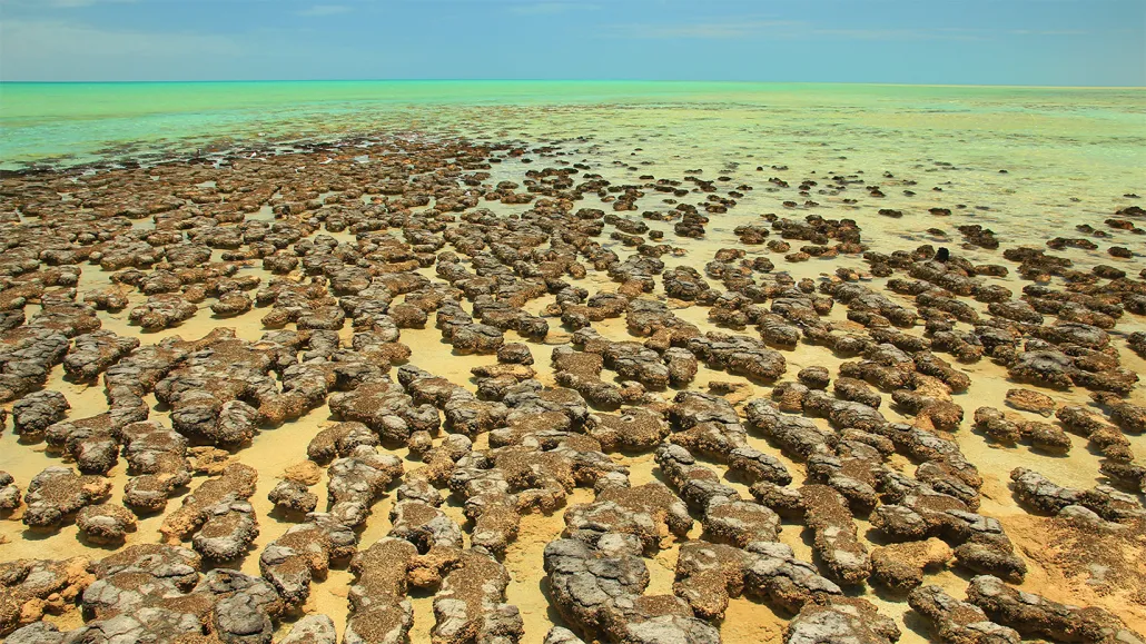 Stromatolites dans des eaux peu profondes