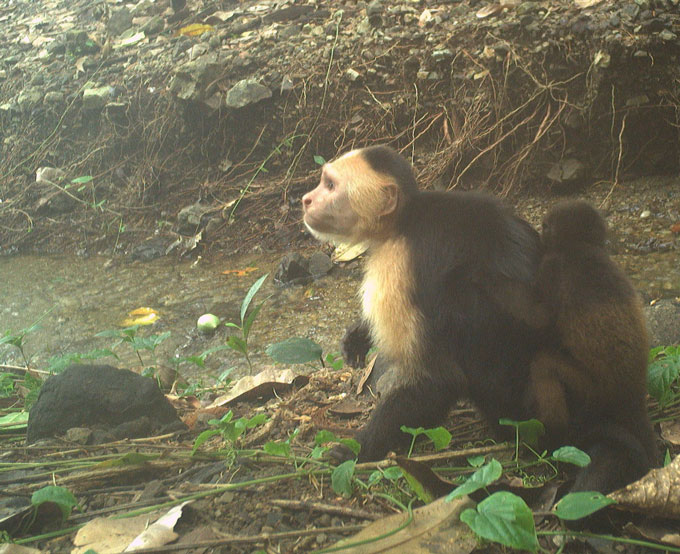 Capucin portant un bébé singe hurleur