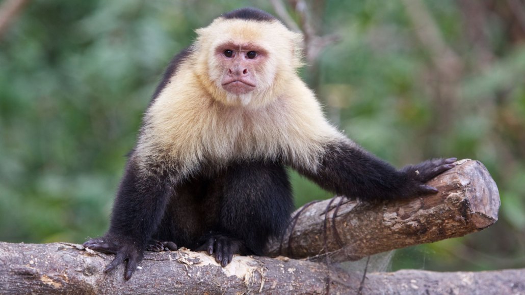 Un singe capucin dans la forêt