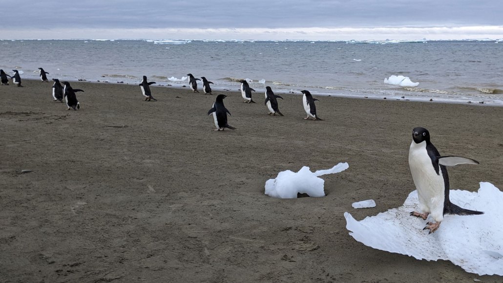 Manchots Adélie près d'un site de reproduction en Antarctique