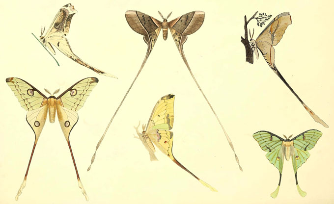 Illustration de six espèces différentes de papillons lunes
