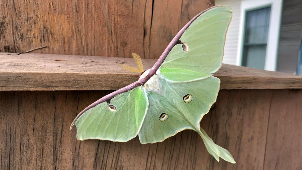 Un papillon lune vert posé sur une clôture en bois