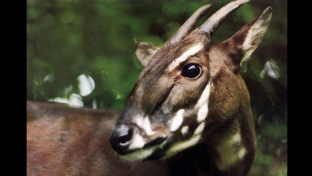 Gros plan d'un saola avec des cornes droites et des marques faciales blanches