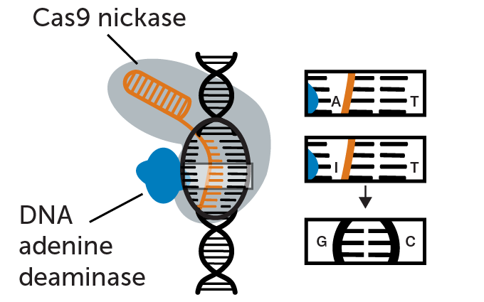 Schéma du base editing CRISPR