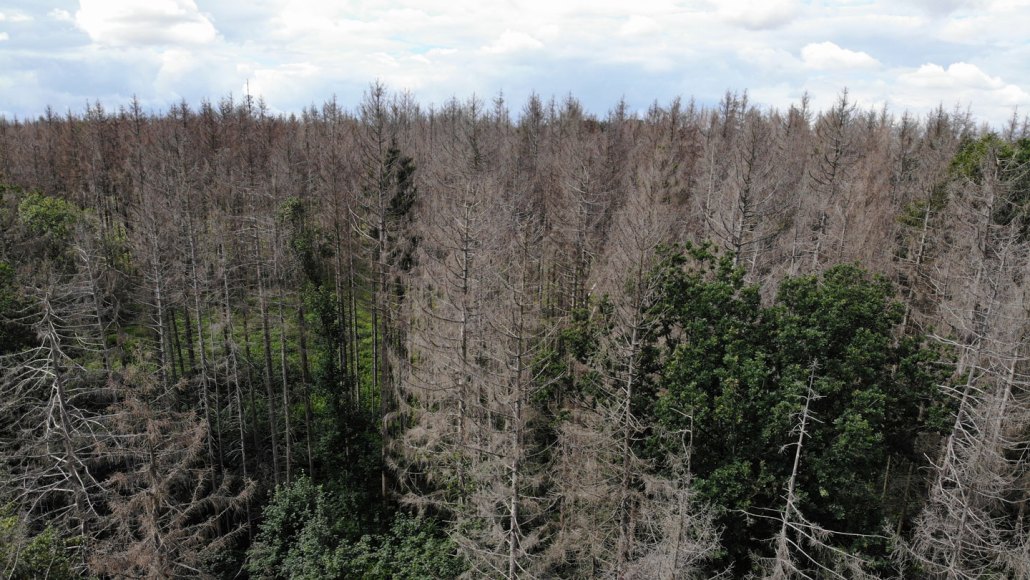 Vue aérienne d'une forêt montrant le contraste entre arbres morts et vivants