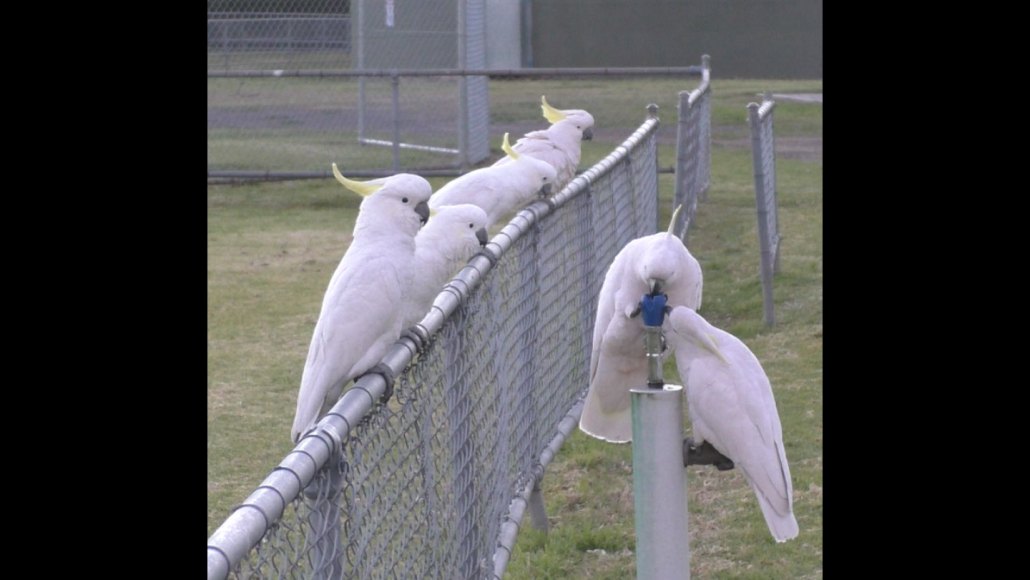 Cacatoès à huppe jaune utilisant une fontaine à Sydney