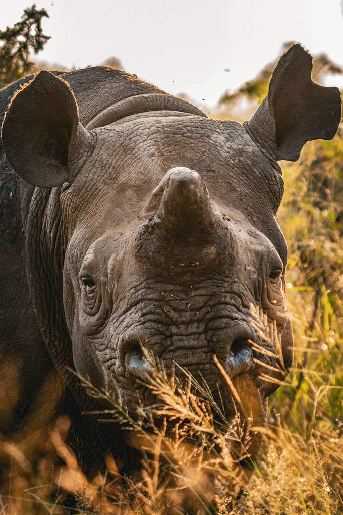 Corne de rhinocéros en repousse