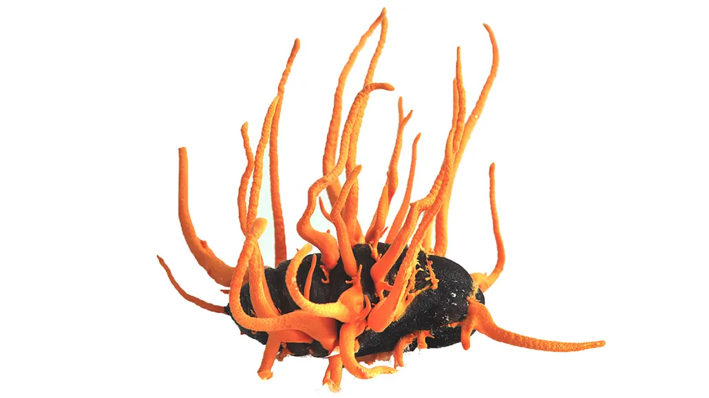 Excroissances de Cordyceps sur un cocon de ver à soie