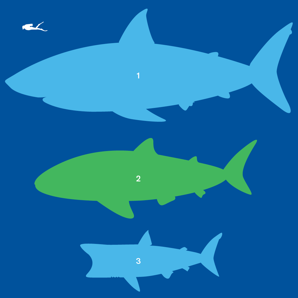 Comparaison du Mégalodon, du requin-baleine et du requin-pèlerin